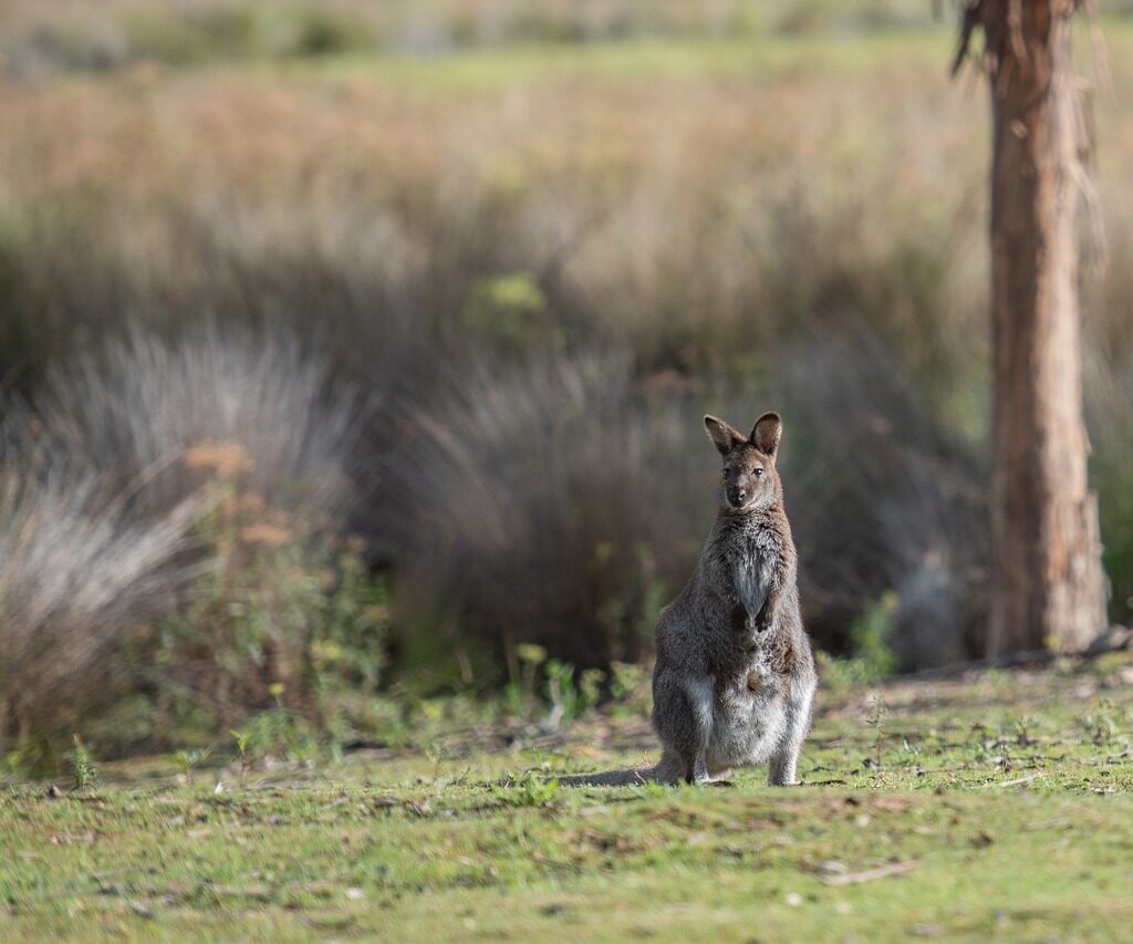 Australia, canguro, natura