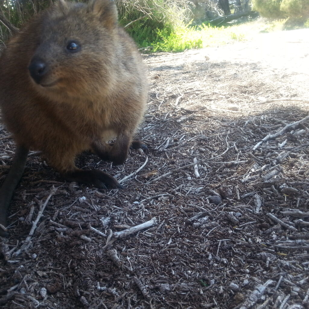 Rottnest Island, quokka