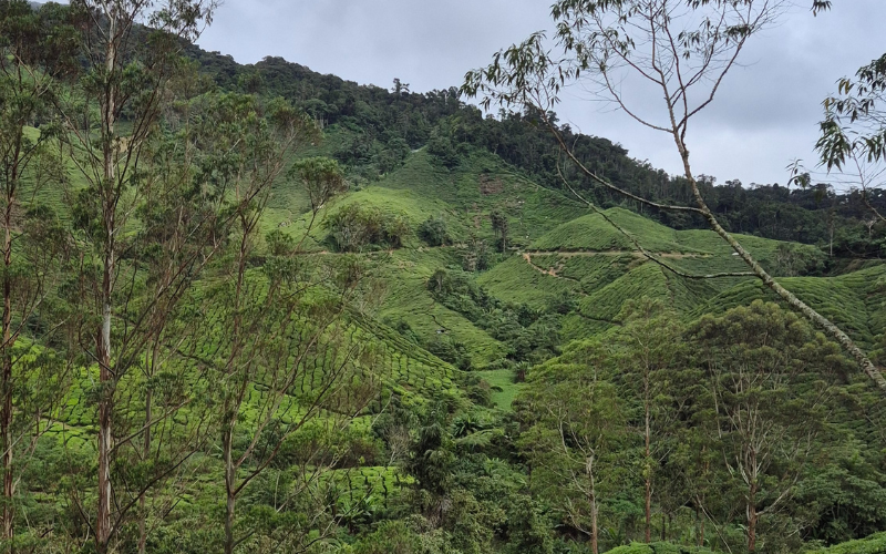 Cosa Fare Nelle Cameron Highlands Viaggi Persi Cosa Fare Nelle Cameron Highlands Viaggi Persi