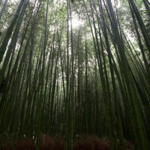 cosa vedere a kyoto, arashyiama, foresta di bamboo