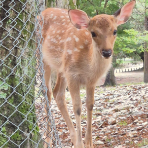 cervi di nara, giappone
