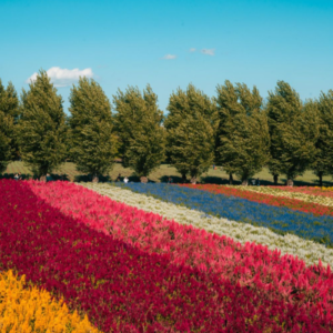 cosa vedere a asahikawa, farm tomita, furano e biei