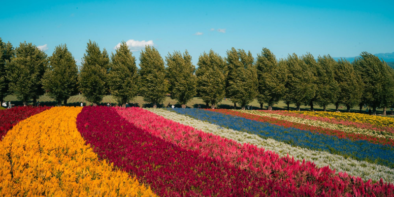 cosa vedere a asahikawa, farm tomita, furano e biei