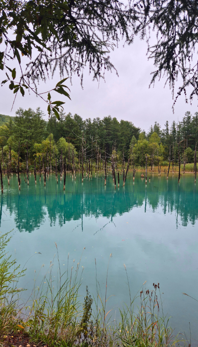shirogane blue pond, stagno blu, biei