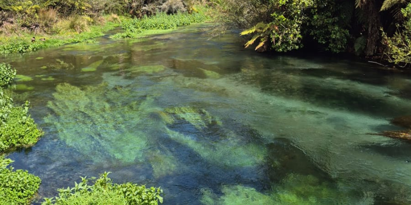 trekking in Nuova Zelanda, putaruru blue spring